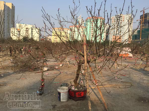 Cận Tết, đào rừng vứt ngổn ngang như củi khô ảnh 7 Cận Tết, đào rừng vứt ngổn ngang như củi khô ảnh 7