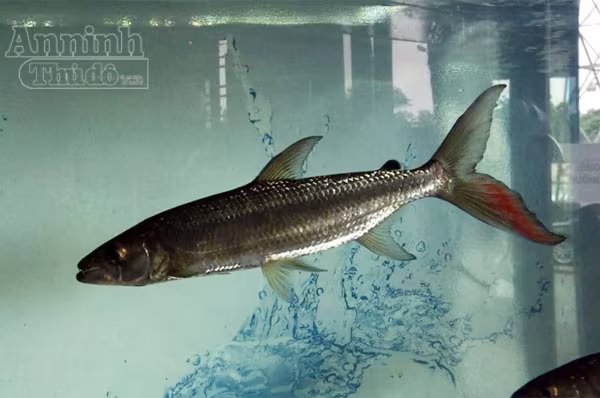 Thú kinh dị của dân chơi Hà Nội: Nuôi thủy quái hổ Congo ảnh 2