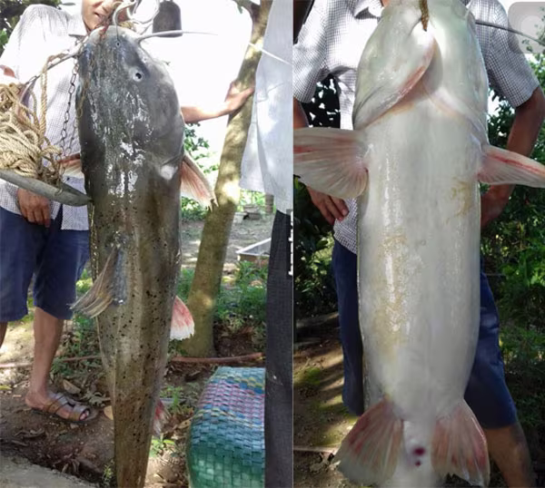 Những lần đưa "thủy quái" lên bờ của cần thủ, ngư dân Việt ảnh 1