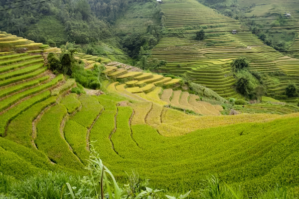 Mê mải Mù Cang Chải mùa lúa chín ảnh 10 Mê mải Mù Cang Chải mùa lúa chín ảnh 10