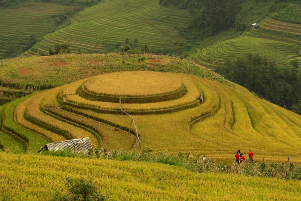 Mê mải Mù Cang Chải mùa lúa chín ảnh 2 Mê mải Mù Cang Chải mùa lúa chín ảnh 2