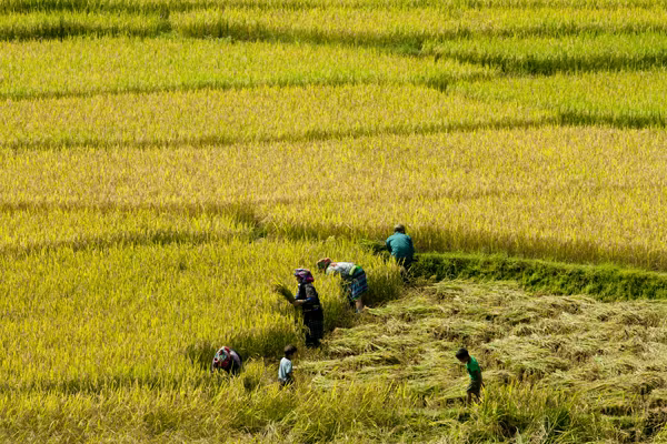 Mê mải Mù Cang Chải mùa lúa chín ảnh 5 Mê mải Mù Cang Chải mùa lúa chín ảnh 5