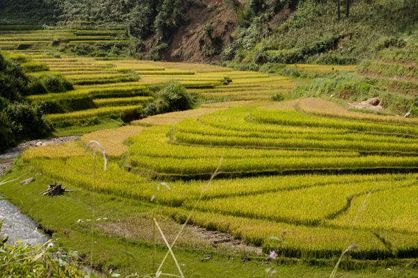 Mê mải Mù Cang Chải mùa lúa chín ảnh 6 Mê mải Mù Cang Chải mùa lúa chín ảnh 6