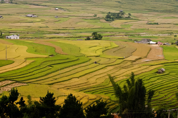 Mê mải Mù Cang Chải mùa lúa chín ảnh 7 Mê mải Mù Cang Chải mùa lúa chín ảnh 7