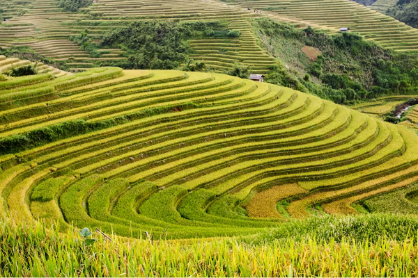 Mê mải Mù Cang Chải mùa lúa chín ảnh 9 Mê mải Mù Cang Chải mùa lúa chín ảnh 9