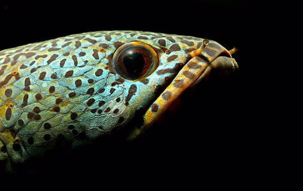 Ngỡ ngàng ngắm cá quả hoàng đế giá nghìn USD tại Hà Nội ảnh 4 Ngỡ ngàng ngắm cá quả hoàng đế giá nghìn USD tại Hà Nội ảnh 4