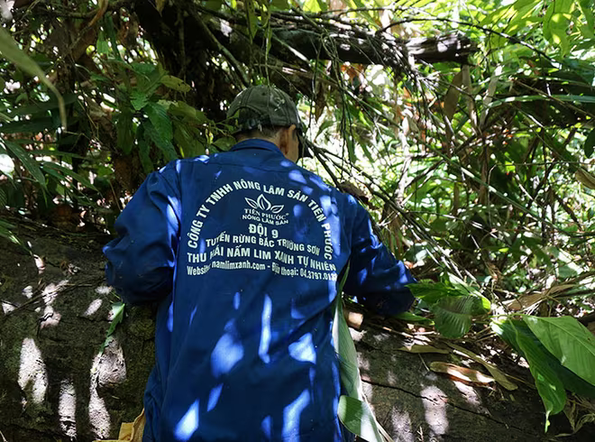 Nấm lim xanh rừng Tiên Phước có tác dụng chữa bệnh gì? ảnh 3 Nấm lim xanh rừng Tiên Phước có tác dụng chữa bệnh gì? ảnh 3