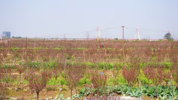 "Thủ phủ" đào Nhật Tân chiều 30 Tết Bính Thân ảnh 4