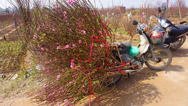 "Thủ phủ" đào Nhật Tân chiều 30 Tết Bính Thân ảnh 9