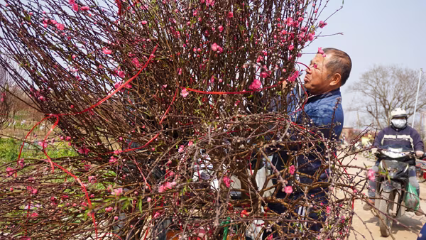 "Thủ phủ" đào Nhật Tân chiều 30 Tết Bính Thân ảnh 10