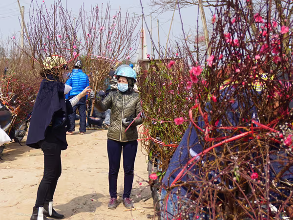 "Thủ phủ" đào Nhật Tân chiều 30 Tết Bính Thân ảnh 11