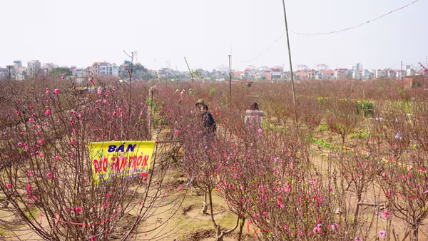 "Thủ phủ" đào Nhật Tân chiều 30 Tết Bính Thân ảnh 2