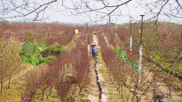 "Thủ phủ" đào Nhật Tân chiều 30 Tết Bính Thân ảnh 3