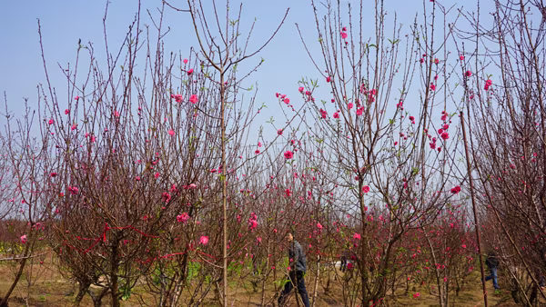 "Thủ phủ" đào Nhật Tân chiều 30 Tết Bính Thân ảnh 1