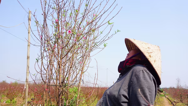 "Thủ phủ" đào Nhật Tân chiều 30 Tết Bính Thân ảnh 12