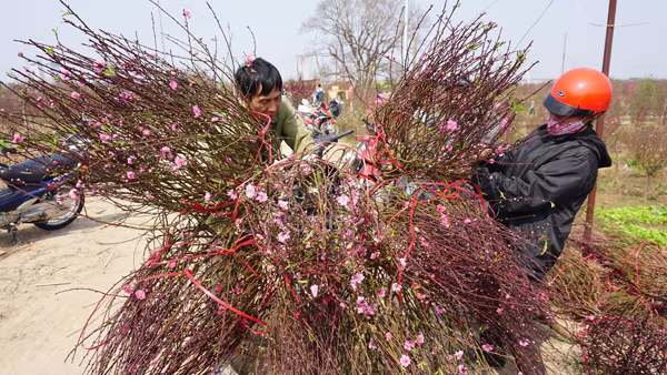 "Thủ phủ" đào Nhật Tân chiều 30 Tết Bính Thân ảnh 8