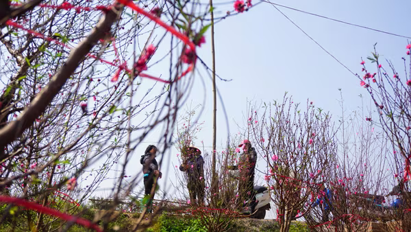 "Thủ phủ" đào Nhật Tân chiều 30 Tết Bính Thân ảnh 7