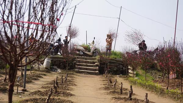 "Thủ phủ" đào Nhật Tân chiều 30 Tết Bính Thân ảnh 6