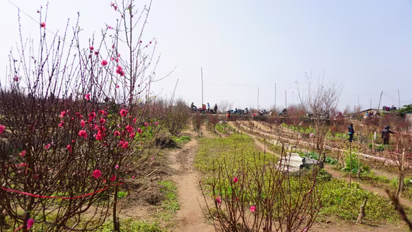 "Thủ phủ" đào Nhật Tân chiều 30 Tết Bính Thân ảnh 5