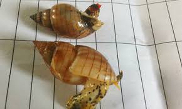 Người dân có quyền tham quan cầu Nhật Tân ảnh 3 Người dân có quyền tham quan cầu Nhật Tân ảnh 3