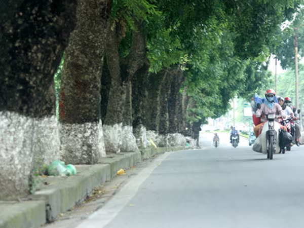 Hà Nội thay thế 6.700 cây xanh trên 190 tuyến phố ảnh 1 Hà Nội thay thế 6.700 cây xanh trên 190 tuyến phố ảnh 1