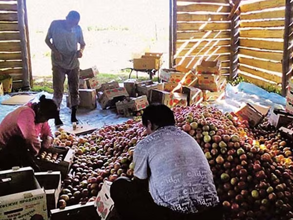 Nông dân Trung Quốc “đầu độc” đồng ruộng Nga  ảnh 1 Nông dân Trung Quốc “đầu độc” đồng ruộng Nga  ảnh 1