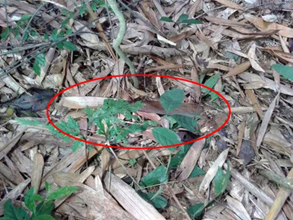 Audio 20-8-2015: Tìm thấy hung khí vụ sát hại 4 người tại Yên Bái và xử lý clip "ăn theo" thảm án ở Bình Phước ảnh 1 Audio 20-8-2015: Tìm thấy hung khí vụ sát hại 4 người tại Yên Bái và xử lý clip "ăn theo" thảm án ở Bình Phước ảnh 1