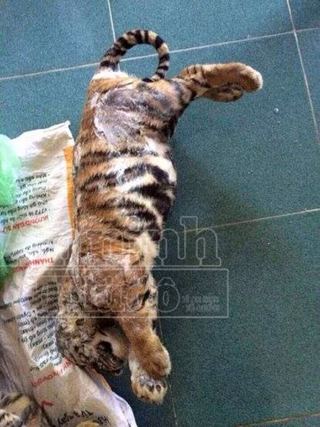 Thêm một thanh niên rao bán hổ, gấu công khai trên facebook ảnh 2 Thêm một thanh niên rao bán hổ, gấu công khai trên facebook ảnh 2