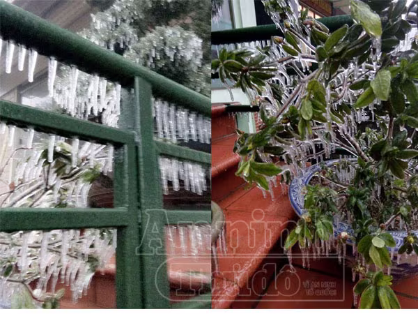 Tam Đảo âm 0,4 độ C, băng tuyết phủ trắng ảnh 1 Tam Đảo âm 0,4 độ C, băng tuyết phủ trắng ảnh 1