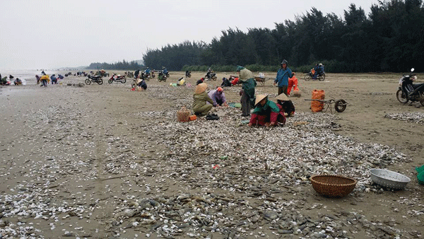 Hàng trăm ngư dân vớt lộc biển trong cái lạnh buốt người ảnh 1 Hàng trăm ngư dân vớt lộc biển trong cái lạnh buốt người ảnh 1