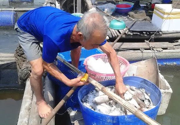 Cá lồng ở cửa biển Thanh Hóa chết bất thường hàng loạt ảnh 1 Cá lồng ở cửa biển Thanh Hóa chết bất thường hàng loạt ảnh 1