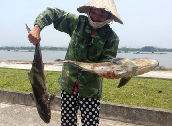 Cá lồng ở cửa biển Thanh Hóa chết bất thường hàng loạt ảnh 3 Cá lồng ở cửa biển Thanh Hóa chết bất thường hàng loạt ảnh 3