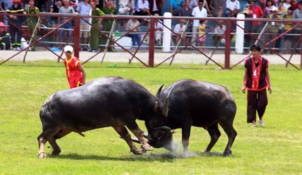 Vì sao doanh nghiệp hăng hái xin "chọi trâu", "đua ngựa" mùa lễ hội? ảnh 2 Vì sao doanh nghiệp hăng hái xin "chọi trâu", "đua ngựa" mùa lễ hội? ảnh 2