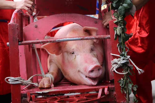 Người dân hò reo khi xem chém lợn ở Ném Thượng ảnh 1