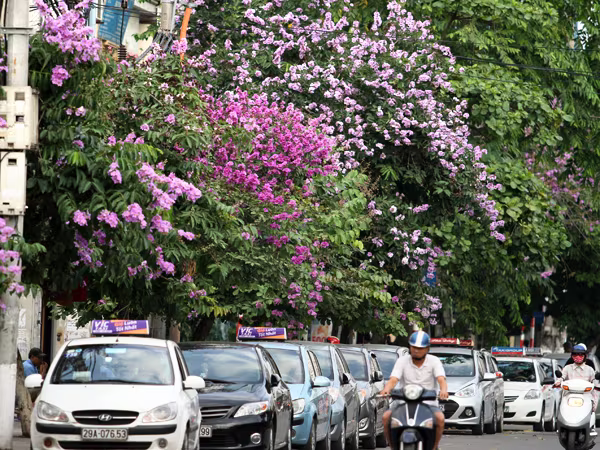 Hà Nội vào hè với sắc tím bằng lăng, đỏ phượng vĩ ảnh 1 Hà Nội vào hè với sắc tím bằng lăng, đỏ phượng vĩ ảnh 1