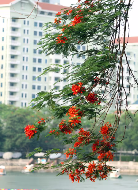 Hà Nội vào hè với sắc tím bằng lăng, đỏ phượng vĩ ảnh 9 Hà Nội vào hè với sắc tím bằng lăng, đỏ phượng vĩ ảnh 9