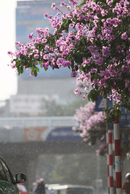 Hà Nội vào hè với sắc tím bằng lăng, đỏ phượng vĩ ảnh 2 Hà Nội vào hè với sắc tím bằng lăng, đỏ phượng vĩ ảnh 2