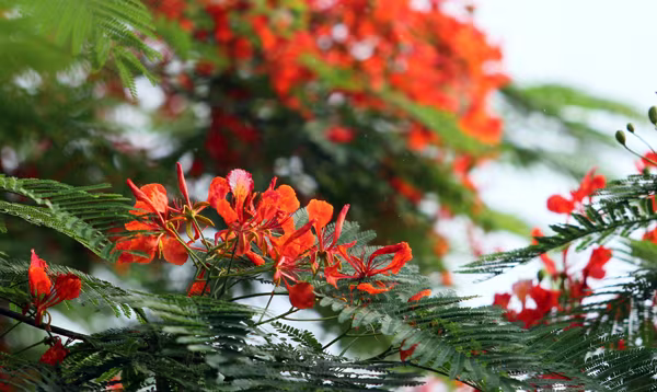 Hà Nội vào hè với sắc tím bằng lăng, đỏ phượng vĩ ảnh 10 Hà Nội vào hè với sắc tím bằng lăng, đỏ phượng vĩ ảnh 10