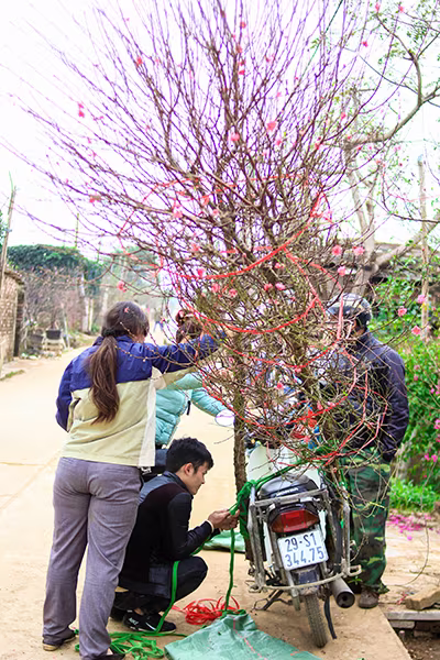 Những sắc hoa Tết ngập tràn phố phường Hà Nội ảnh 4 Những sắc hoa Tết ngập tràn phố phường Hà Nội ảnh 4