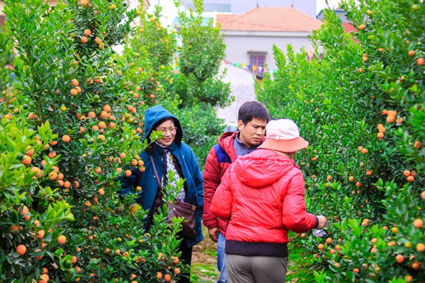 Những sắc hoa Tết ngập tràn phố phường Hà Nội ảnh 6 Những sắc hoa Tết ngập tràn phố phường Hà Nội ảnh 6