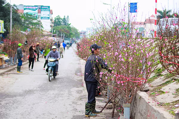 Những sắc hoa Tết ngập tràn phố phường Hà Nội ảnh 1 Những sắc hoa Tết ngập tràn phố phường Hà Nội ảnh 1