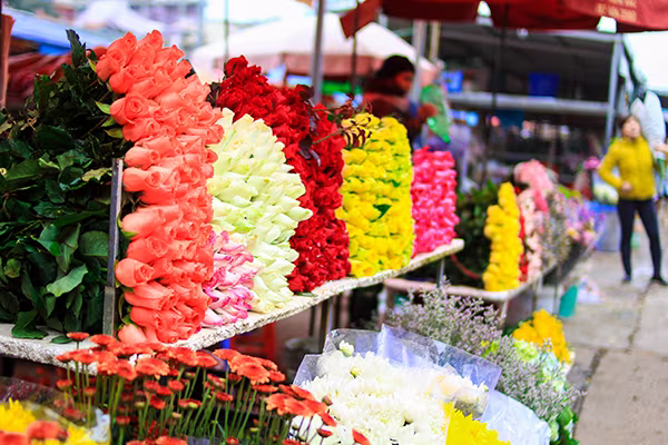 Những sắc hoa Tết ngập tràn phố phường Hà Nội ảnh 7 Những sắc hoa Tết ngập tràn phố phường Hà Nội ảnh 7