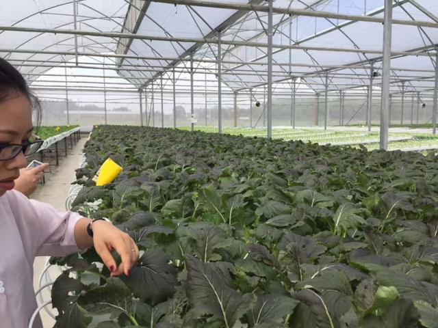 Tận mắt xem kỹ thuật trồng rau không cần đất ảnh 11 Tận mắt xem kỹ thuật trồng rau không cần đất ảnh 11
