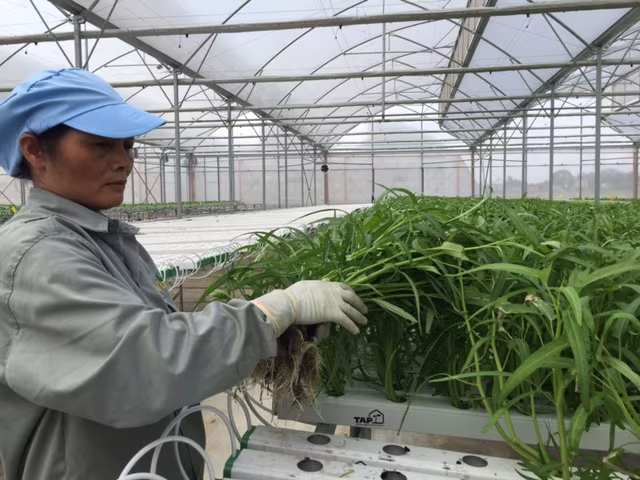 Tận mắt xem kỹ thuật trồng rau không cần đất ảnh 9 Tận mắt xem kỹ thuật trồng rau không cần đất ảnh 9