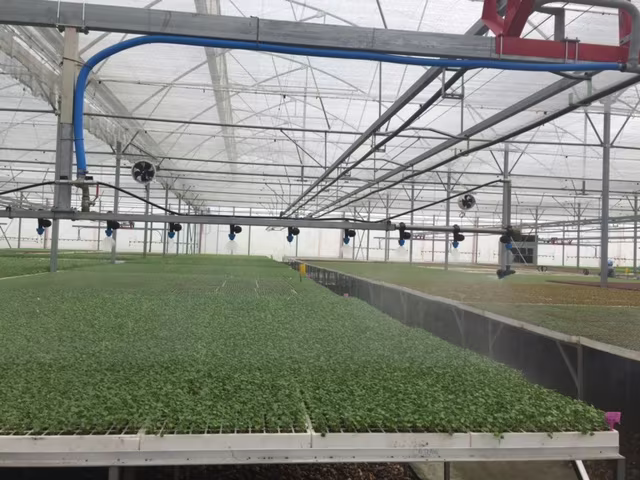 Tận mắt xem kỹ thuật trồng rau không cần đất ảnh 3 Tận mắt xem kỹ thuật trồng rau không cần đất ảnh 3