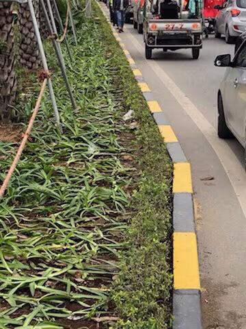 Đón U23 Việt Nam, nhiều người hâm mộ giẫm đạp lên cây xanh, thảm cỏ ảnh 6 Đón U23 Việt Nam, nhiều người hâm mộ giẫm đạp lên cây xanh, thảm cỏ ảnh 6