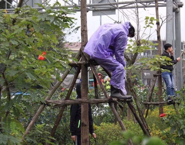 Đón U23 Việt Nam, nhiều người hâm mộ giẫm đạp lên cây xanh, thảm cỏ ảnh 4 Đón U23 Việt Nam, nhiều người hâm mộ giẫm đạp lên cây xanh, thảm cỏ ảnh 4