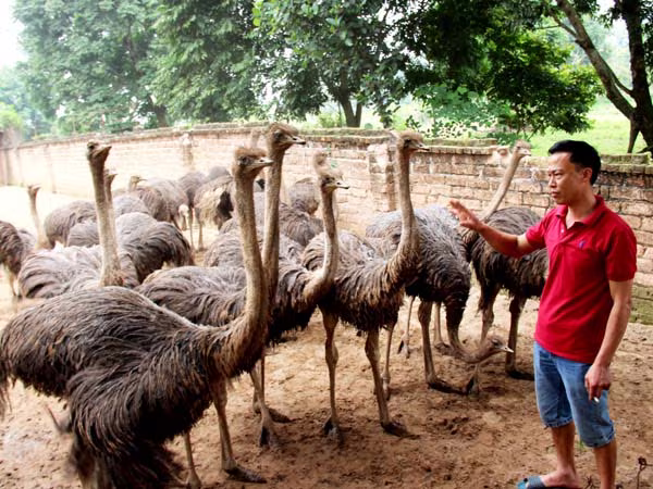 Đầu tư cho "Tam nông" của Agribank đạt 75,2% tổng dư nợ cho vay ảnh 1 Đầu tư cho "Tam nông" của Agribank đạt 75,2% tổng dư nợ cho vay ảnh 1