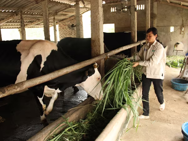 Hơn 243.000 tỷ đồng cho vay xây dựng nông thôn mới ảnh 1 Hơn 243.000 tỷ đồng cho vay xây dựng nông thôn mới ảnh 1