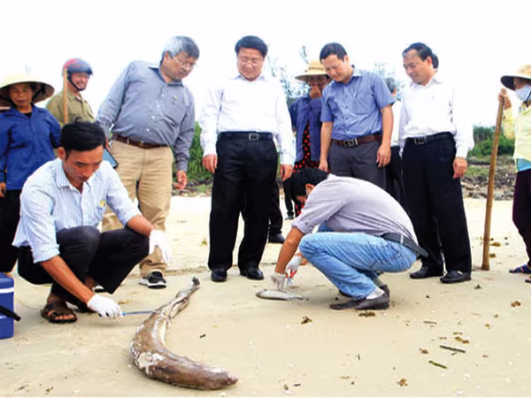 Bộ Tài nguyên và Môi trường cảnh báo: Hiện tượng cá chết hàng loạt ở miền Trung có thể tái diễn ảnh 1 Bộ Tài nguyên và Môi trường cảnh báo: Hiện tượng cá chết hàng loạt ở miền Trung có thể tái diễn ảnh 1